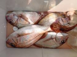 条件悪い中、カゴ釣りでマダイ4匹ＧＥＴはお…