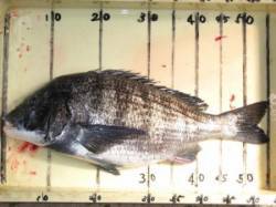 宮崎沖カセ　超どでかサイズ５５ｃｍの大チヌ…