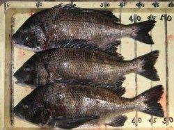 宮崎沖カセ　超どでかサイズ５５ｃｍの大チヌ出た