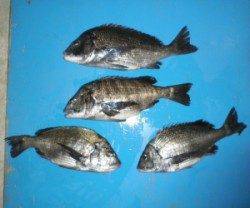 佐波賀地磯 　フカセで良型チヌの釣果