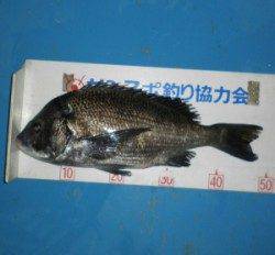 佐波賀地磯 　フカセで良型チヌの釣果