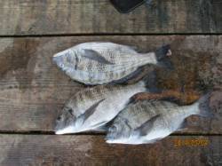 田井の磯でチヌ釣り　35～45cm