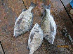 田井の磯でチヌ釣り　35～45cm