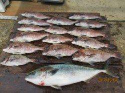 GWの田井観光フィッシング　マダイ・メジロ好釣！