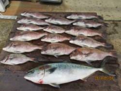 GWの田井観光フィッシング　マダイ・メジロ…