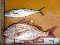 うれしい外道！三尾の磯・白子のジギングでヒラメ(^_^)/