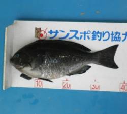 田井の磯・長浜道沿いでフカセ釣り　チヌ50…