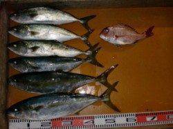 ショアジギングでヒラマサ、カゴ釣りでマダイ・ロックフィッシュ