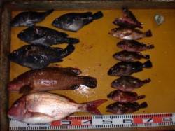 ショアジギングでヒラマサ、カゴ釣りでマダイ…