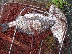 宮崎筏でのチヌ釣り　西風強く早あがりです