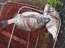 宮崎筏でのチヌ釣り　西風強く早あがりです