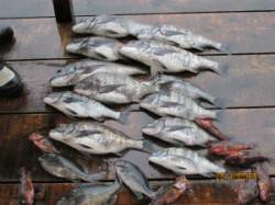 田井の磯でチヌ釣り　51cm含む12枚