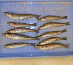 広瀬オートキャンプ場でキス20cmを頭に10匹の釣果