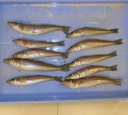 広瀬オートキャンプ場でキス20cmを頭に1…