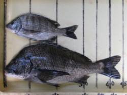 宮崎沖カセにてチヌ・アジの釣果