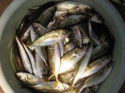 宮崎沖カセにてチヌ・アジの釣果