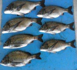 佐波賀道沿いでチヌ52.5cmを頭に7匹の釣果