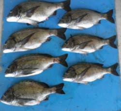 佐波賀道沿いでチヌ52.5cmを頭に7匹の…