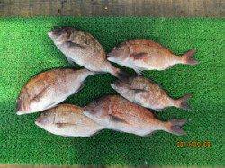 田井の釣り堀にてマダイの釣果