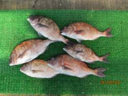 田井の釣り堀にてマダイの釣果