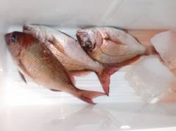三尾の磯　カゴ釣りでマダイ・フカセ釣りで尾…