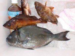 三尾の磯 カゴ釣りでマダイ・フカセ釣りで尾長グレ