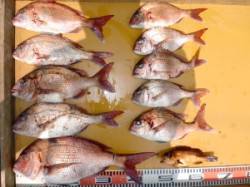 三尾の磯でマダイ１０枚(^_^)v　ヒラマ…