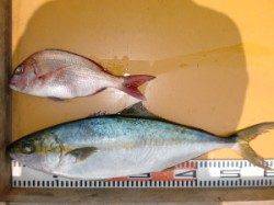 三尾の磯でマダイ１０枚(^_^)v　ヒラマサ１本(*^。^*)