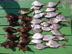 神谷沖一文字　かご釣り＆底物釣りでガシラとチャリコ