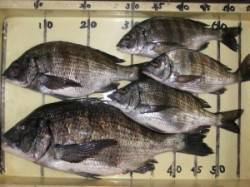 宮崎沖カセ・六本裏カセ　10日の釣果はチヌ…