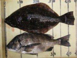 宮崎沖カセ・六本裏カセ 10日の釣果はチヌとヒラメ