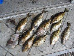 キハチ磯ではアイゴが好釣♪