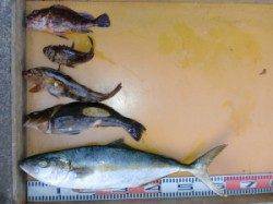 三尾の磯、カゴ釣りでヒラマサ＆ハマチの釣果☆