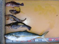 三尾の磯、カゴ釣りでヒラマサ＆ハマチの釣果…