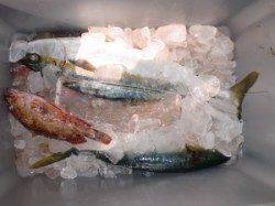 三尾の磯、カゴ釣りでヒラマサ＆ハマチの釣果☆