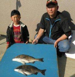 若狭大島磯、大丹生防波堤でチヌ良い型が釣れています
