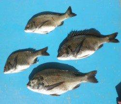 若狭大島磯、大丹生防波堤でチヌ良い型が釣れています