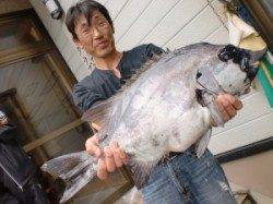 三尾の磯でイシダイ、なんと夢の６０ｃｍ＼(◎o◎)／