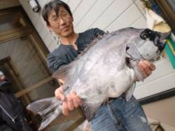 三尾の磯でイシダイ、なんと夢の６０ｃｍ＼(…