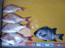 三尾の磯でイシダイ、なんと夢の６０ｃｍ＼(◎o◎)／