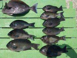沖一文字内向きにてカゴ釣りでグレの釣果