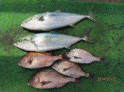 田井の海上釣り堀でマダイ・メジロ