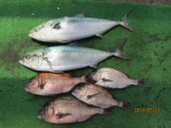 田井の海上釣り堀でマダイ・メジロ