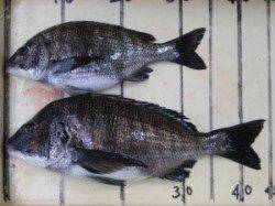 六本裏カセ・宮崎沖カセでのチヌ〜アケミ貝がぼちぼち食いだしました