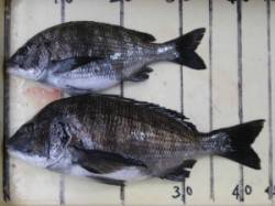 六本裏カセ・宮崎沖カセでのチヌ〜アケミ貝が…