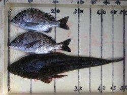 六本裏カセ・宮崎沖カセでのチヌ〜アケミ貝がぼちぼち食いだしました