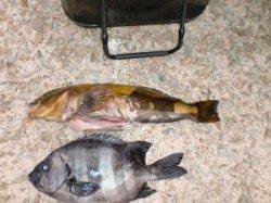 地のコバン、東肩でアイナメ40cm！