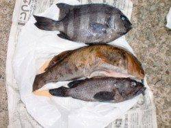 地のコバン、東肩でアイナメ40cm！