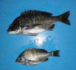 佐波賀道沿いでチヌ46.5cmを頭に2匹