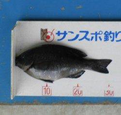 佐波賀道沿いでチヌ46.5cmを頭に2匹